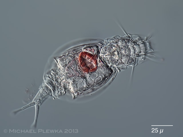 Представитель Семейства Proalidae